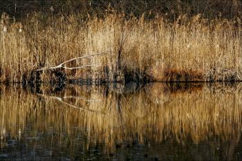  autumn lake and marsh moor marshy abstract   in the north of italy