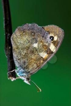 side of wild brown grey orange butterfly  on a brown branch in the bush