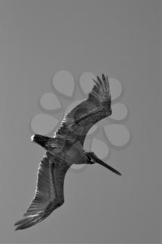down of little white black pelican  flying in  epublica dominicana la romana