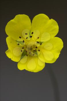 macro close up of a yellow geum urbanum rosacee leguminose  in grey background 