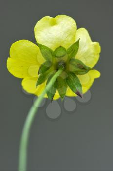 rear macro close up of a yellow geum urbanum rosacee leguminose  in grey background 