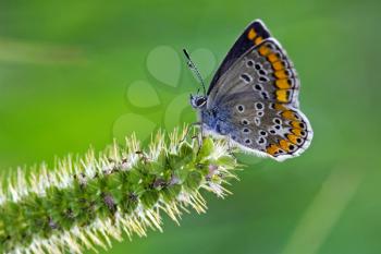 wild grey orange  butterfly  on a green leaf in the bush