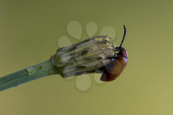 the side of  wild red cercopidae vulnerata coccinellidae anatis ocellata coleoptera on a flower 
