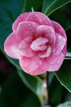 macro close up of a  pink rosa canina rosacee  in green background and drop