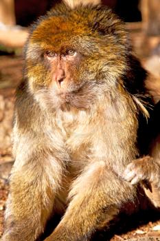 old monkey in africa morocco and natural background fauna close up