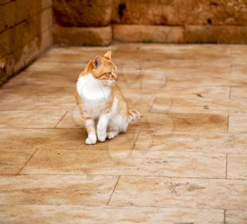 alone cat in africa morocco and house background