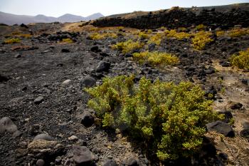 plant flower  bush timanfaya  in los volcanes volcanic rock stone sky  hill and summer  lanzarote spain

