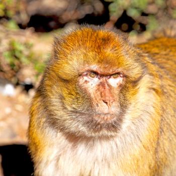 old monkey in africa morocco and natural background fauna    close up