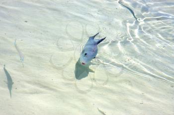 little fish   isla contoy         in mexico froath and    foam  the sea drop sunny day  wave
