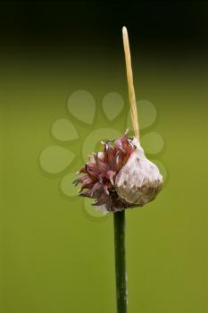 italy macro close up of a violet liliacee  background  leguminose