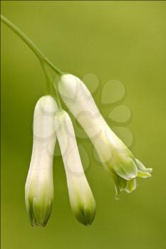 macro close up of a green white ranuncolacee  background 