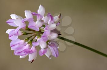 macro close up of a green pink liliacee  background  leguminose