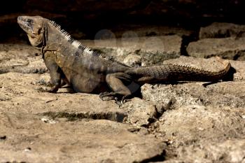 side of Varanus   in sand mexico tulum