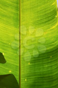  thailand in the light  abstract leaf and his veins background  of a  green  black   kho samui bay  