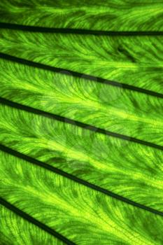 background  macro close up abstract of a  green  black   leaf and his veins in the light 
