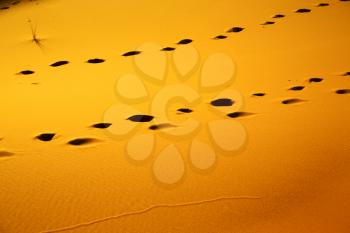 the brown sand dune   in the sahara morocco desert 
