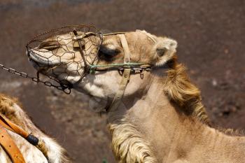 spain africa brown dromedary bite in the volcanic timanfaya lanzarote 
