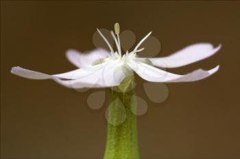 macro close up of a green white ranuncolacee  background 