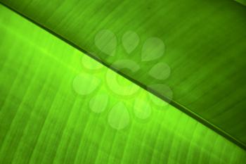 
 thailand in the light  abstract leaf and his veins background  of a  green  black   kho samui bay  