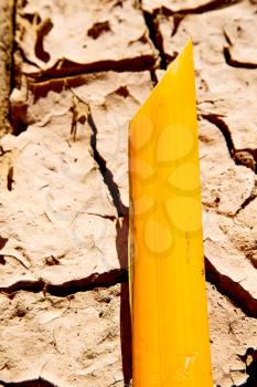 cracked sand in morocco africa desert abstract macro bark