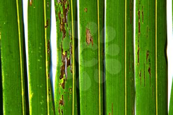    abstract  thailand in the light  leaf and his veins background  of a  green  white 