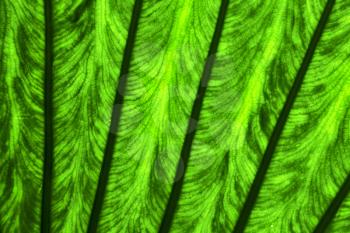 abstract leaf and his veins background  macro close up of a  green  black    in the light 
