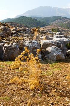     the    hill in asia turkey selge old architecture ruins and nature 