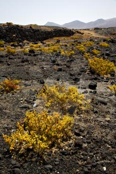 plant flower  bush timanfaya  in los volcanes volcanic rock stone sky  hill and summer  lanzarote spain
