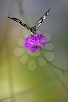 
 little white butterfly resting in a pink flower facade
