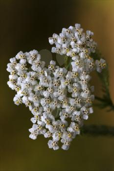 macro close up of a yellow white leguminose caprifoliacee viburnum lontana  sambucus nigra in brown background 
