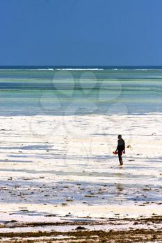 people and seaweed in the  blue lagoon relax  of zanzibar africa