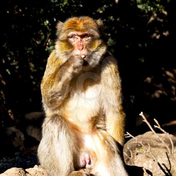 old monkey in africa morocco and natural background fauna close up
