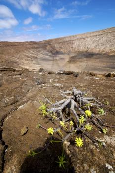 flower  plant  bush timanfaya  in los volcanes volcanic rock stone sky  hill and summer  lanzarote spain

