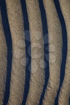 in lanzarote  spain texture abstract of a  dry sand and the beach 

