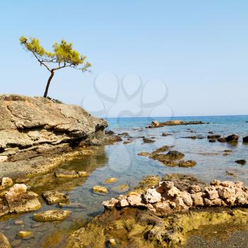 in the mediterranean see turkey europe  pine plant and tree 