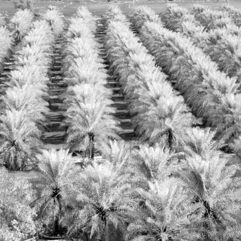 and the cultivation of palm fruit from high in oman garden 