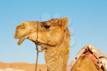 dromedary near the sky in oman empty quarter of desert a  free 