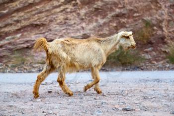 near the rock and bush in oman goat alone 