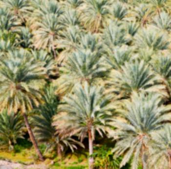 and the cultivation of palm fruit from high in oman garden  blur
