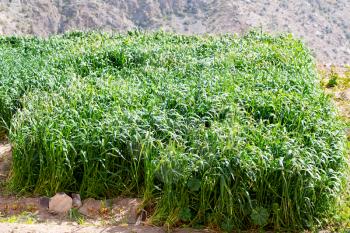 nature and color in oman the cultivation of rice plant 