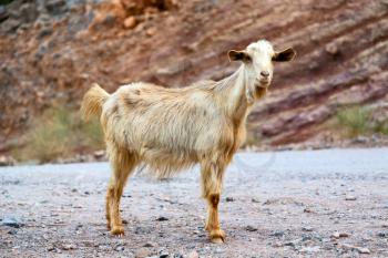 near the rock and bush in oman goat alone 