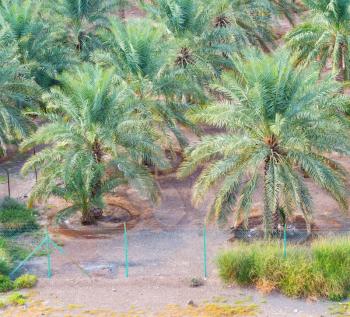 and the cultivation of palm fruit from high in oman garden 