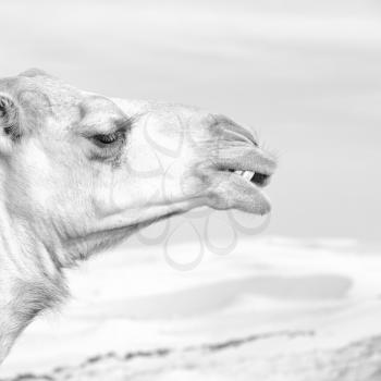 dromedary near the sky in oman empty quarter of desert a  free 