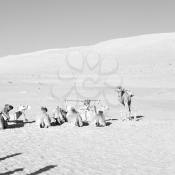 dromedary near the sky in oman empty quarter of desert a  free 