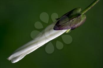 macro close up of a green white ranuncolacee  background 