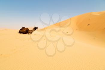 dromedary near the sky in oman empty quarter of desert a  free 