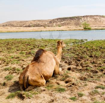 in oman empty quarter of desert a free dromedary    near the  sea