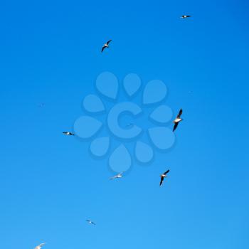 and free group of birds in oman the sky 