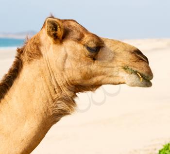 in oman empty quarter of desert a free dromedary near the  sea