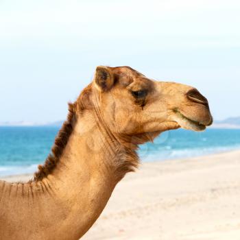 in oman empty quarter of desert a free dromedary near the  sea